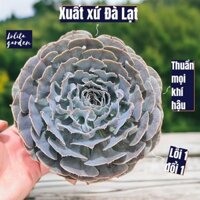 Sen đá bắp cải light purple Đà Lạt size đại cây cảnh trang trí nhà cửa Lolita garden