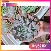 Sen đá bắp cải tím Ưa Thích