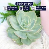 Sen đá bèo nhật Đà Lạt size đại cây cảnh trang trí nhà cửa Lolita garden