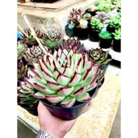 Sen đá Đế Vương khổng lồ ( cỡ đại) trang trí bàn làm việc, ngồi nhà của bạn