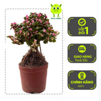 Sen Đá Đô La Hồng Gốc Thụ Bonsai Mini Dáng Siêu Đẹp, Cây Dễ Sống Đã Thuần Khí Hậu, Sen Đá Đà Lạt Bear Garden Lỗi 1 Đổi 1