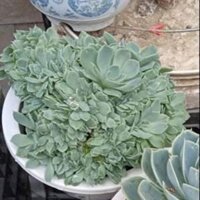 Sen đá Echeveria Peacocky crest bụi to