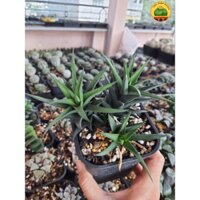 Sen đá kim cương | Haworthia Pungens