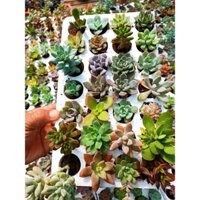 Sen Đá mini vỉ 28 cây 28 loại sen đá khác nhau.