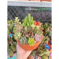 Sen đá mix chậu đất nung dễ thương làm quà tặng, trang trí văn phòng, góc hoặc tập