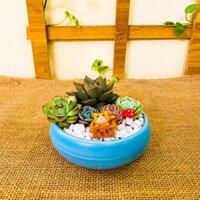 Sen Đá Mix Tiểu Cảnh Mèo Hộp - GIÁ RẺ