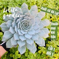 Sen đá ngọc trinh Đà Lạt size khổng lồ cây cảnh trang trí nhà cửa Lolita garden