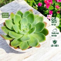 Sen đá phượng hoàng lửa SONDA garden size đại đường kính 18-22cm , cây cảnh trang trí nhà cửa, lỗi 1 đổi 1
