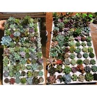 SEN ĐÁ VỈ MINI MIX 3.6cm thuần khí hậu, vỉ 84 cây