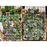 SEN ĐÁ VỈ MINI MIX free ship 3.6cm thuần khí hậu, vỉ 50 cây