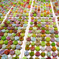 Sen đá vỉ mix 84 cây sen đá mini đủ loại, Sen Đá Mini Đà Lạt 2-3cm siêu khỏe, dễ trồng Mix màu thập cẩm