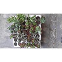 Sen đá vỉ,30 cây ; gióng sen đá mis nhiều loại lien đài,đá nâu,Snhím đen,đá đỏ,mặt trời,sen đá nhung vượt sizviền nâu...