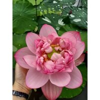 Sen giống thái: RED ROSY