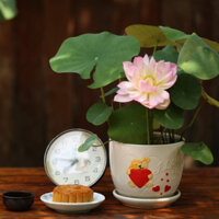 SEN Nhật Mini Sẵn Hoa Trong Chậu, Sen Thái Mini, Có Hoa Sau 1 tháng