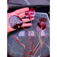 Sen Super Red-Cây Thuỷ Sinh