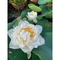 SEN THÁI: BẠCH TUYẾT KÉP