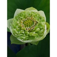 sen thái double milk