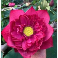 SEN thái giống: NEW LANCEONT