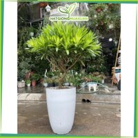 Set 02 Chậu Nhựa Bom Trơn cỡ đại 350x400, KT: 30x40 (ĐK Miệng x Cao) Cm, Hình Tròn, Màu Trắng Trồng Hoa, Cây Cảnh