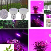 SET 10 bóng Đèn LED quang phổ toàn phần trồng cây (nhập khẩu)