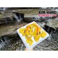 Set 10 hộp vuông H121 đựng cá chép , thỏi vàng , đựng bánh size 24cm,...