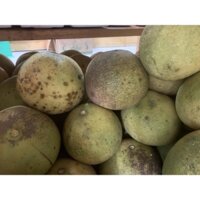 Sét 10 trái bưởi năm roi chín ngọt