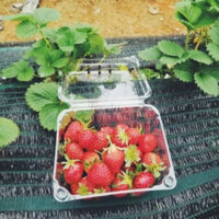 (Set 100 chiếc) Hộp Nhựa Đựng Dâu Tây, Trái Cây, Rau Củ Quả, Thực Phẩm, Chất Liệu Pet Trong Suốt An Toàn, Tiện Lợi,