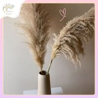 Set 20 bông cỏ lau khô trang trí, chụp ảnh decor 1,2m