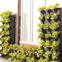 Set 3 Túi Hạt Giống Hữu Cơ Xà Lách Lettuce Maravilla De Verano Nhập Khẩu Minigarden Bồ Đào Nha 100 Organic Túi từ 1.500 - 2.100 hạt Tỷ lệ nảy mầm cao