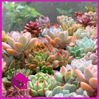 Set 33 sen đá vỉ mini 2,5-4cm, Đi đơn có quà, Lổi 1 đổi 1, Cây già khỏe, vượt size