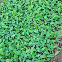 Set 36 - 60 cây kẹp tăm đen cao cấp  - T36 36 cây thẳng 5,7cm