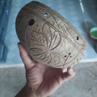 SET 5 Chậu gáo dừa LOẠI TO.