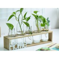 Set 5 lọ thủy tinh cắm hoa kèm giá gỗ