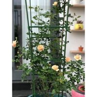 Sét 5 ống thép bọc nhựa  phi 16 dài 1m8 dùng làm giàn, đỡ cây