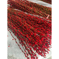 Set 50 cành nụ tầm Xuân loại 1m