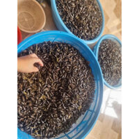 set 50 con bổ củi sấy khô hàng thiên nhiên- tráng dương bổ thận