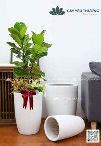 Set cây bàng chậu sứ lớn cao cấp,sang trọng