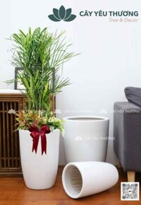 Set cây cau hawai chậu sứ lớn cao cấp,sang trọng