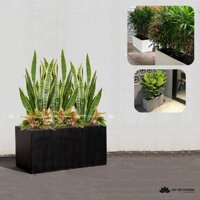 Sét cây lưỡi hổ size lớn