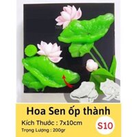 Set khuôn hoa sen ốp thành bánh rau câu