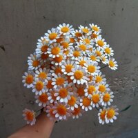 SET NGUYÊN LIỆU LÀM 100 BÔNG CÚC TANA