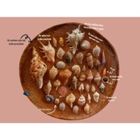 Set vỏ ốc Thập cẩm - vỏ ốc mượn hồn