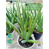 [SHIP CẢ BẦU] 10 Cây nha đam giống Mỹ, cho bẹ to, năng suất cao, nhiều cơm.