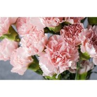 Ship hoả tốc| Hoa cẩm chướng đơn| Tiệm hoa Amee