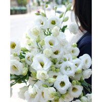Ship hoả tốc| Hoa lan cát tường ( Bó 0,9-1kg )| Tiệm hoa Amee
