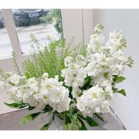 Ship hoả tốc| Hoa phi yến các màu (bó 10 cành)| Tiệm hoa Amee