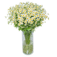 [Ship Hoả Tốc hoa tươi] Hoa tươi, hoa cúc Tana giá rẻ trang trí nhà cửa, văn phòng