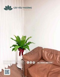 Shop bán cây ráng ổ phụng đẹp giá rẻ tại TPHCM