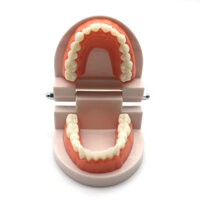 [Shop Hot Sale] Mô hình bài tập giảng dạy răng miệng bằng nhựa răng Mẫu giáo Mô hình răng cho trẻ em Chất liệu đánh răng răng Khuôn mô phỏng