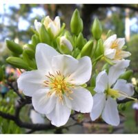 [Shop_huan_hoa_hong]Bầu Mai trắng giống mới nhiều cánh hoa cây ghép